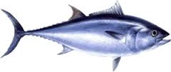 Gebakken tonijn met gesmoorde spinazie recept