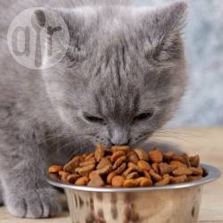 Kattensnack voor dierendag recept