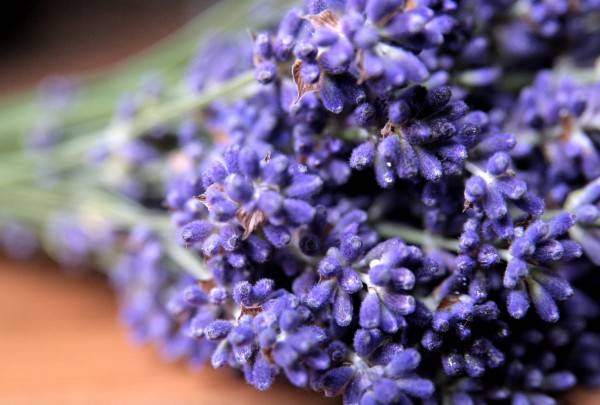 Lavendelsiroop recept