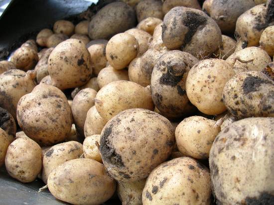 Aardappeltjes uit de oven met oregano recept