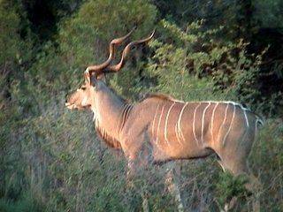 Citrus koedoe of springbok op bbq of grill recept ...