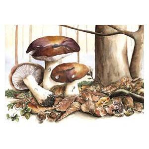Taartje met paddenstoelen recept