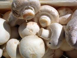 Warme champignon ragoût recept