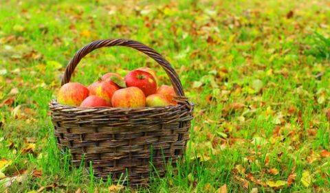 Herfststamppotje met appel en wortel recept